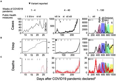 The domestication of SARS-CoV-2 into a seasonal infection by viral variants